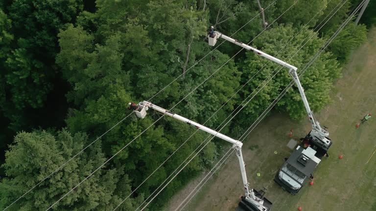 Best Hazardous Tree Removal  in Lathrop, MO